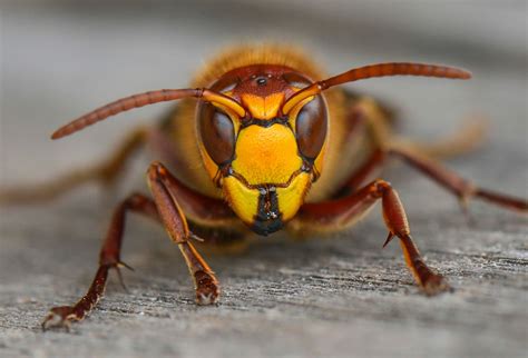 Keine hornisse wird mehr einziehen. Insekten - Naturfotografie Marcus Reh