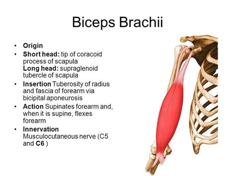 Image Result For Biceps Brachii Origin And Insertion Biceps Brachii