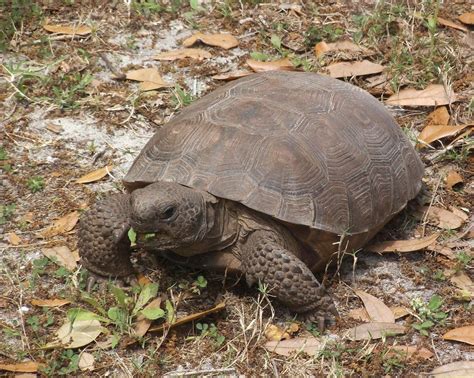 Florida Wildlife Gopher Tortoise Tortoises Gopher Pet Care