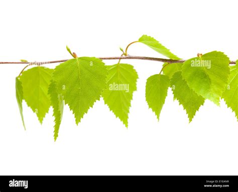 Silver Birch Young Leaves Isolated Stock Photo Alamy