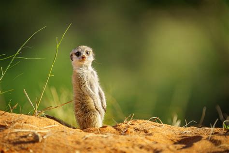 Meerkat Baby Looks Cute In Camera Pictures Of Meerkats
