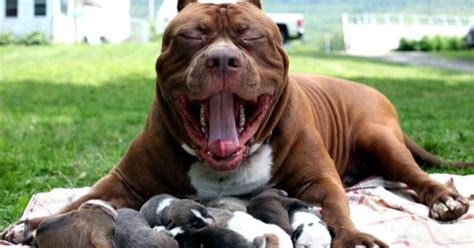 Worlds Biggest Pit Bull Has A Soft Side Cbs News