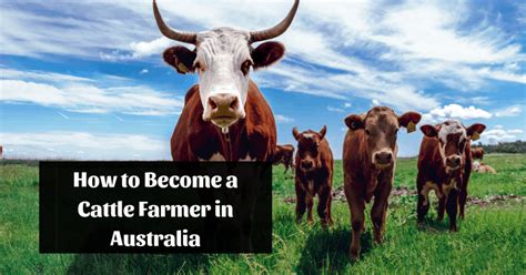 Relationships australia victoria (rav) has been delivering mediation and other dispute resolution services for over 30 years. How to Become a Cattle Farmer in Australia - Get Course
