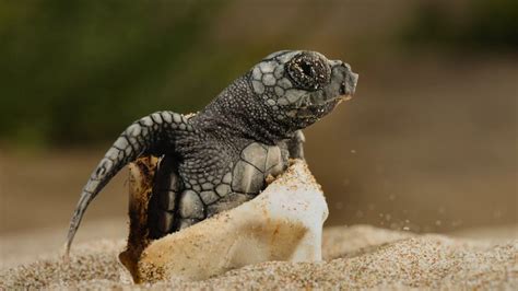 2016 Wins For Wildlife Loggerhead Turtle Sea Turtles Hatching