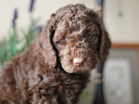 Bernedoodle puppies for sale from reputable bernedoodle breeders. 6 week old F1b Labradoodle- Aussiedoodle and Labradoodle ...