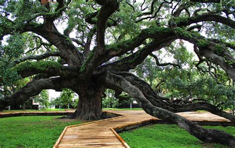 South Florida Oak Trees Terina Tibbs