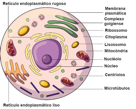 Organelos De Las Celulas Eucariontes Xili