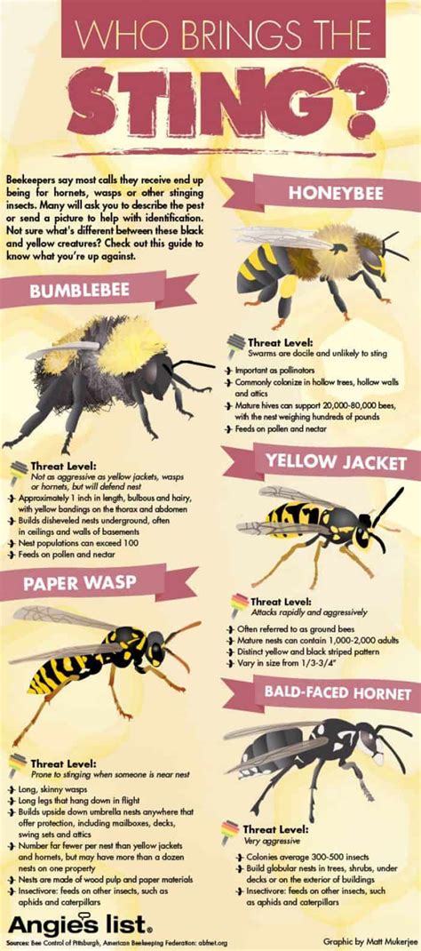 Bees Vs Wasps Who Brings The Sting Daily Infographic