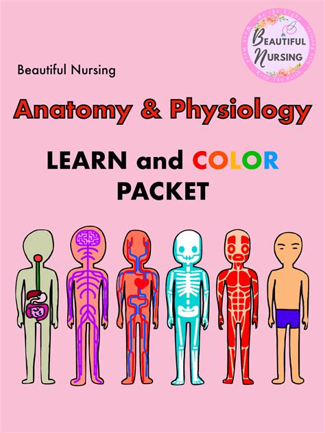 Nursing Anatomy Physiology Study Guide Studocu
