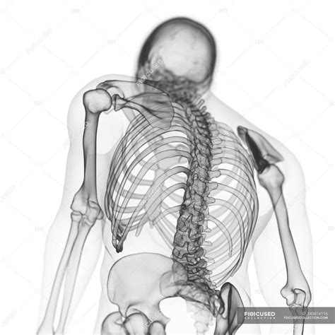 Illustration Of Back Bones In Human Skeleton On White