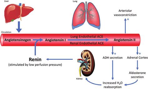Renin Angiotensin Aldosterone System Schematic Representation Of The