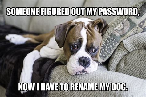 28 Best Boxer Dog Memes Of All Time The Paws