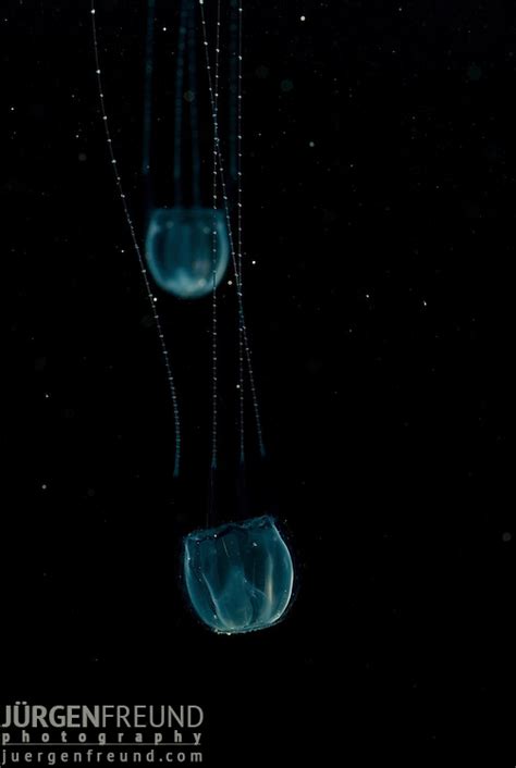 Irukandji Jellyfish Jurgen Freund