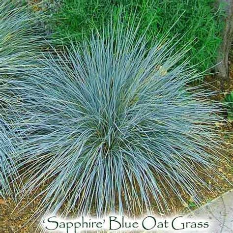 Sapphire Blue Oat Grass Helictotrichon Sempervirens Singing Tree