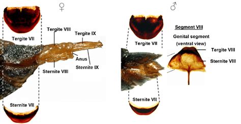 Seventh Tergite And Sternite And Abdomen Tip Of Female And Male