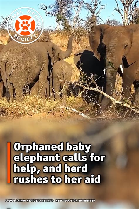 Orphaned Baby Elephant Calls For Help And Herd Rushes To Her Aid