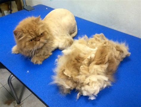 Crazy cats cat haircut haircut style. Are you a cat person? You can't miss these 18 cat haircuts!