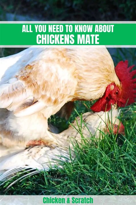 21 Chickens Mating Diagram Aynsliefelicity