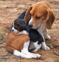 Kaufmannspuppy Material Do Cão Cães Bonitos Beagle