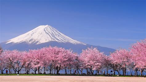 Cherry Blossom Japan Nature Snowy Peak Mountains Sky Lake