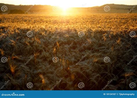 Sunrise Over The Wheat Fields Stock Image Image Of Digital Floral