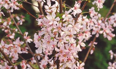 Es handelt sich um eine kulturform der japanischen blütenkirsche , die in china, japan und korea beheimatet ist und zur familie der rosengewächse (rosaceae) gehört. Japanische Zierkirsche - Floragard Pflanzeninfothek
