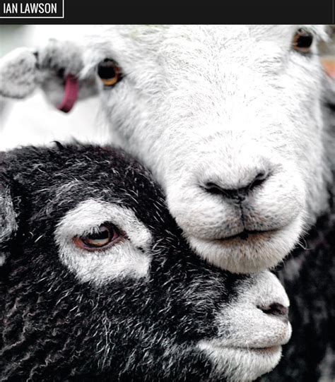 Pin By Karin Stavenuiter On F I B E R A N I M A L S Sheep Art Farm