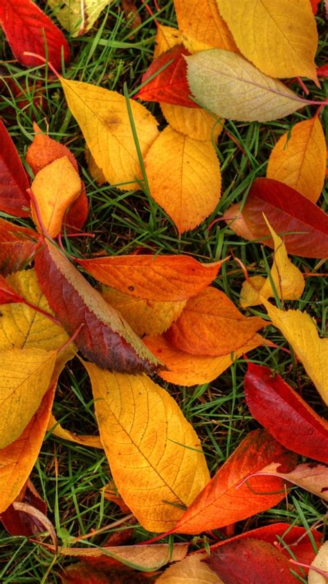 Autumn Foliage Lock Screen - KoLPaPer - Awesome Free HD Wallpapers