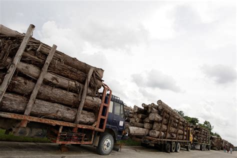 Satellite Technology Aims To Combat Illegal Logging In Real Time