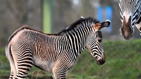 Baby Grevys Zebra Born At Chester Zoo Youtube