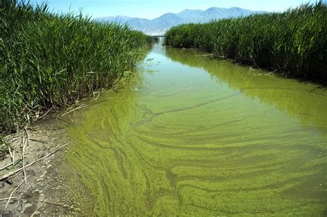 Toxic Algae Problem Will Get Worse In A Big Way As Climate Continues