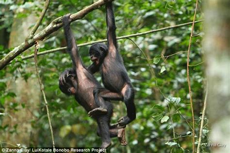 female bonobos mate with the most attractive male daily mail online