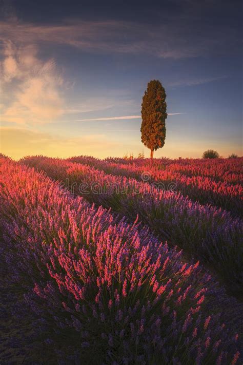 Lavender Fields And Cypress Tree At Sunset Orciano Tuscany Pisa