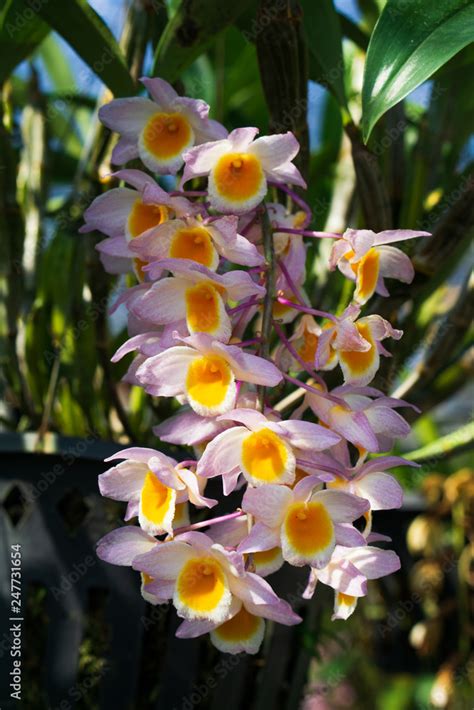 Beautiful Dendrobium Thyrsiflorum Orchid In Morning At The Garden High
