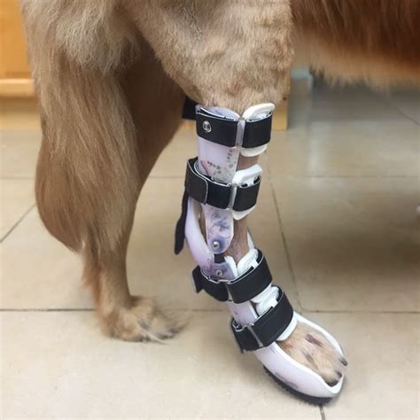 Custom Hock Ankle Brace Dog Tarsal Rear Leg Brace Animal Ortho Care