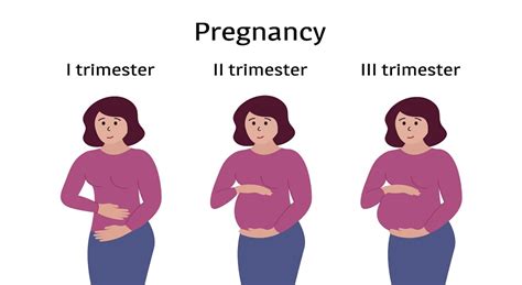stages of pregnancy first second and third trimester