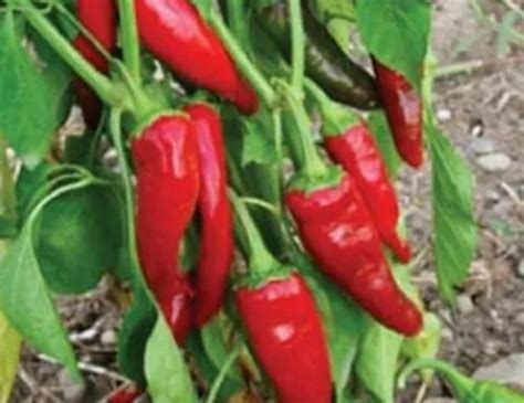 25 Semillas De Chile Guajillo Para Sembrar En Tu Huerta