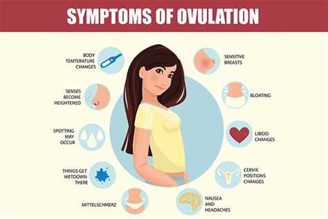 Introduction To Ovulation Its Phases And Test Socialnapper