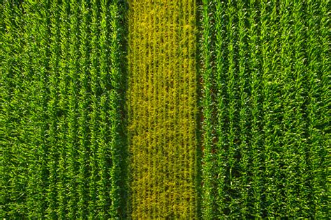 Rows Of Green Maize Corn Crop Agricultural Background Aerial View Stock