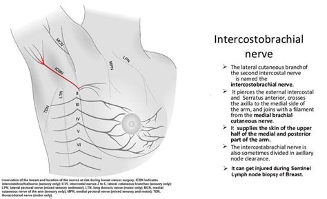 Intercostobrachial Nerve Sentinel Ln Biopsy Breast Note Nerve