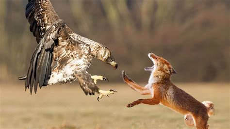 The Infamous Eagle Fights Fiercely With The Fox For Food And The Most