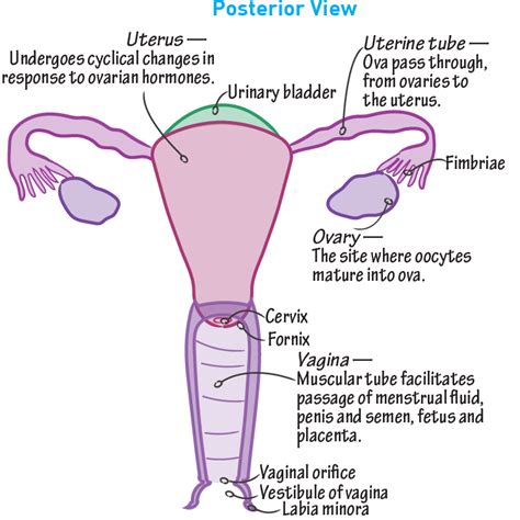 Gross Anatomy Glossary Female Reproductive Tract Anatomy Draw It To Know It