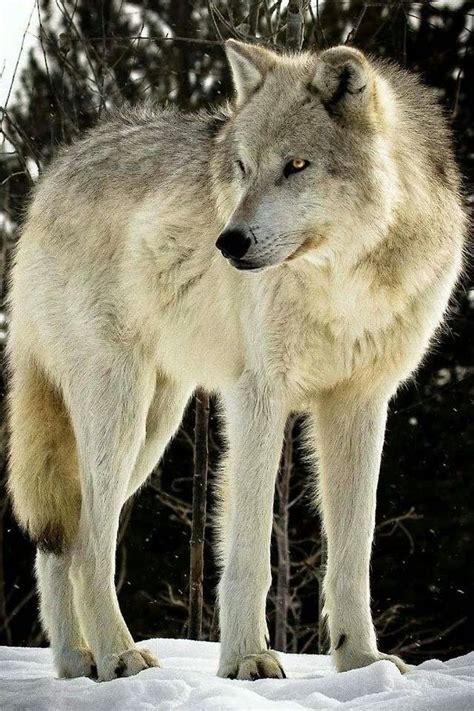 Beautiful Wolf I Luv Wolves Pinterest