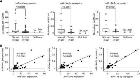 tumour suppressive microrna 144 5p directly targets ccne1 2 as potential prognostic markers in