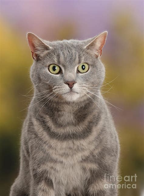 Blue Grey Tabby Male Cat Photograph By Mark Taylor Fine Art America