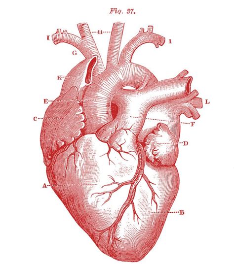 9 Anatomical Heart Drawings The Graphics Fairy Anatomical Heart