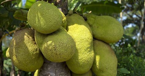 The Humble Jackfruit Once The Most Wasted Fruit Enjoys A Second