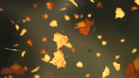 Falling Autumn Leaves Background Loop 2 Read Desc Youtube
