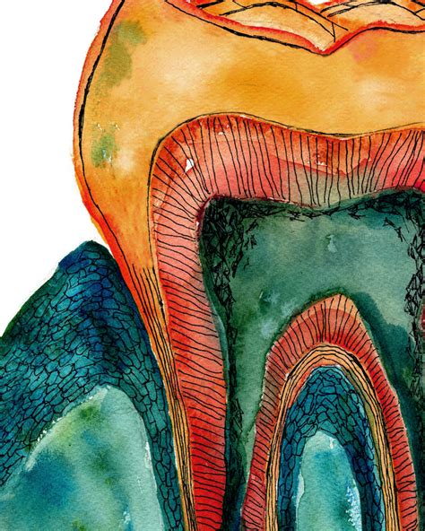 Molar Cross Section Watercolor Print In Teal Teeth Art Dental Art