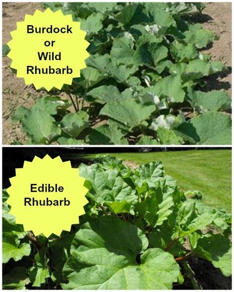 What Is Wild Rhubarb Is It Edible